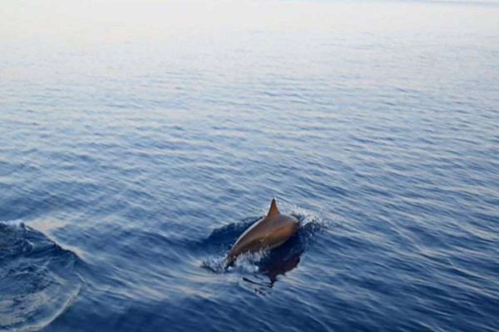 Madi Finolhu Guest House Dharavandhoo Εξωτερικό φωτογραφία
